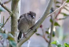 Ein einziger Spatz