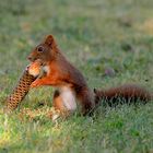 Ein Eis für das Eichhörnchen