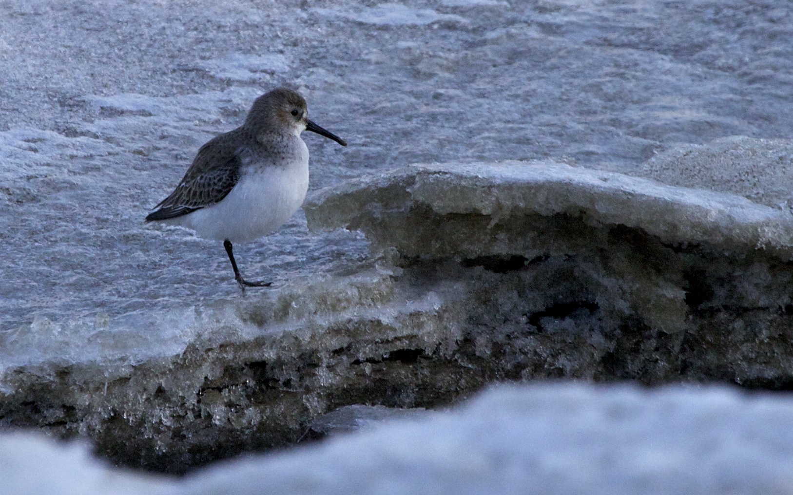 ein "Eis-Vogel" auf einem Bein?