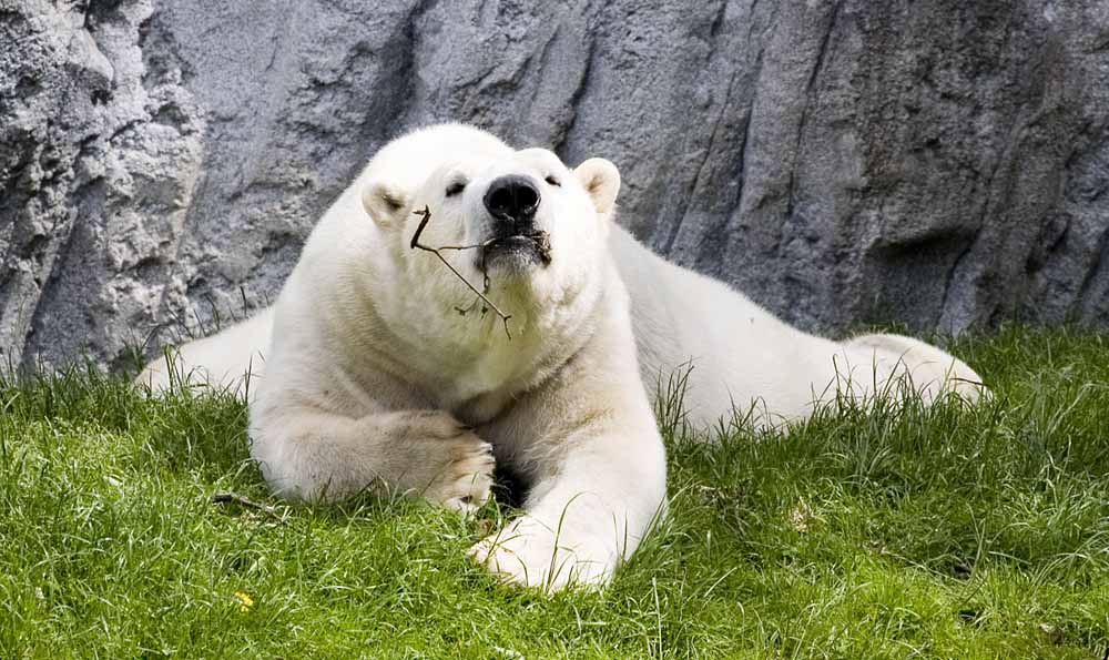 Ein Eisbär