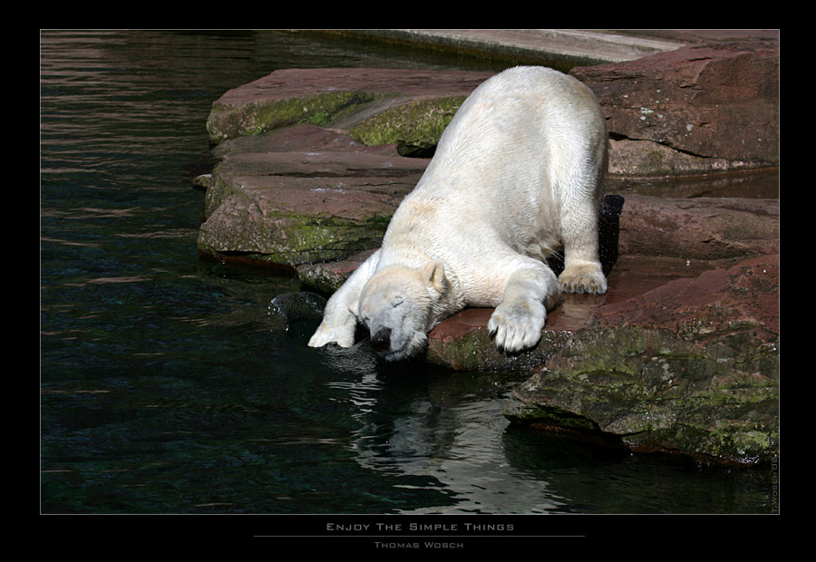 Ein Eisbär....