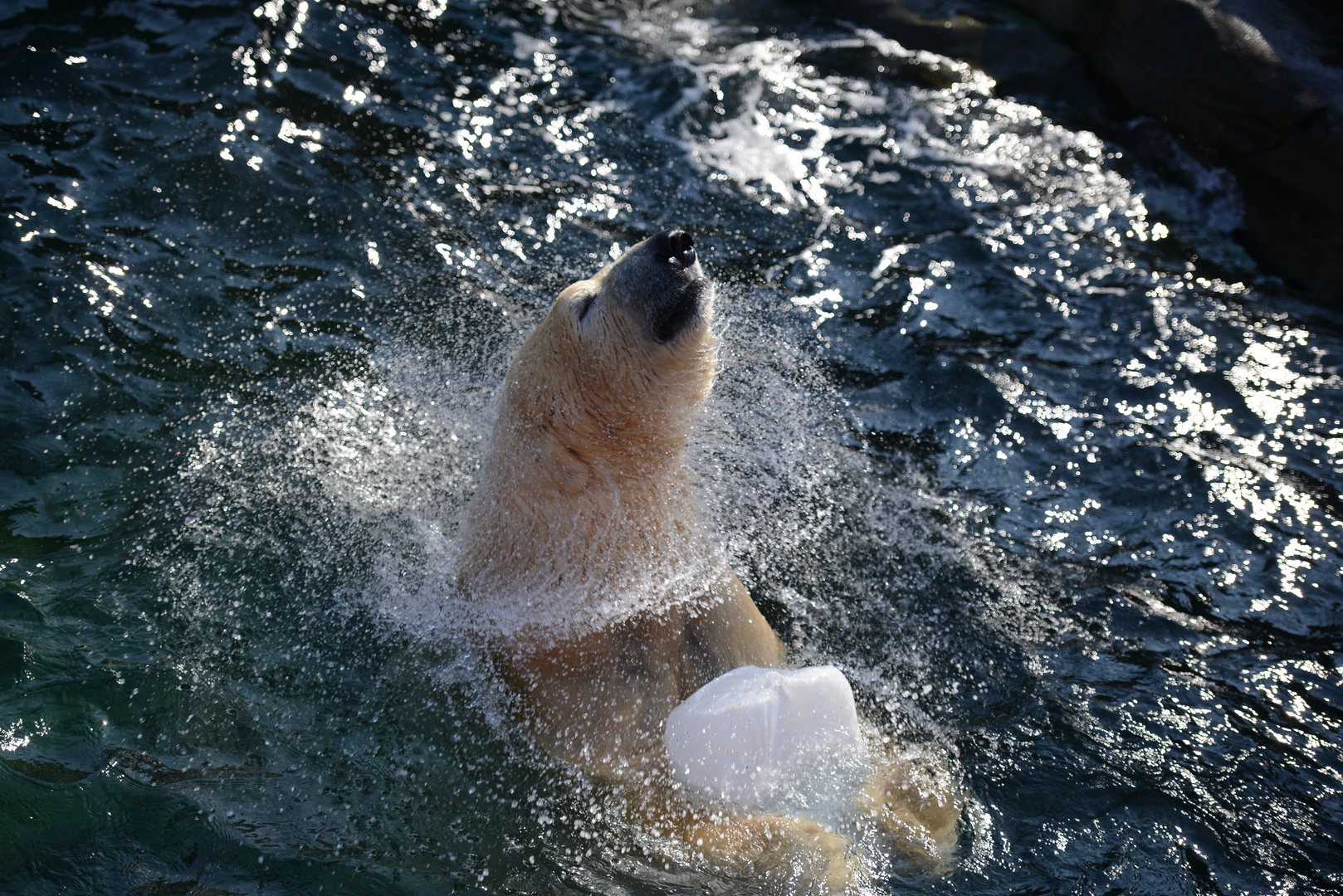 Ein Eisbär geniesst das Leben 