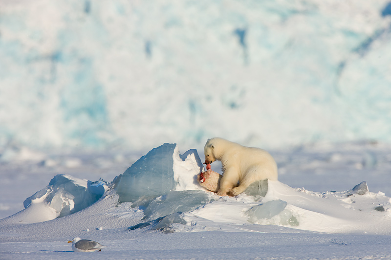 Ein Eisbär hat eine junge Ringelrobbe erbeutet