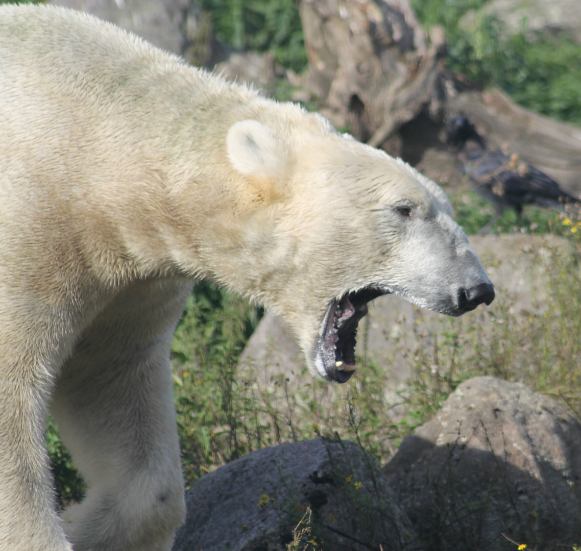 ein Eisbär hat hunger