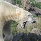 ein Eisbär hat hunger