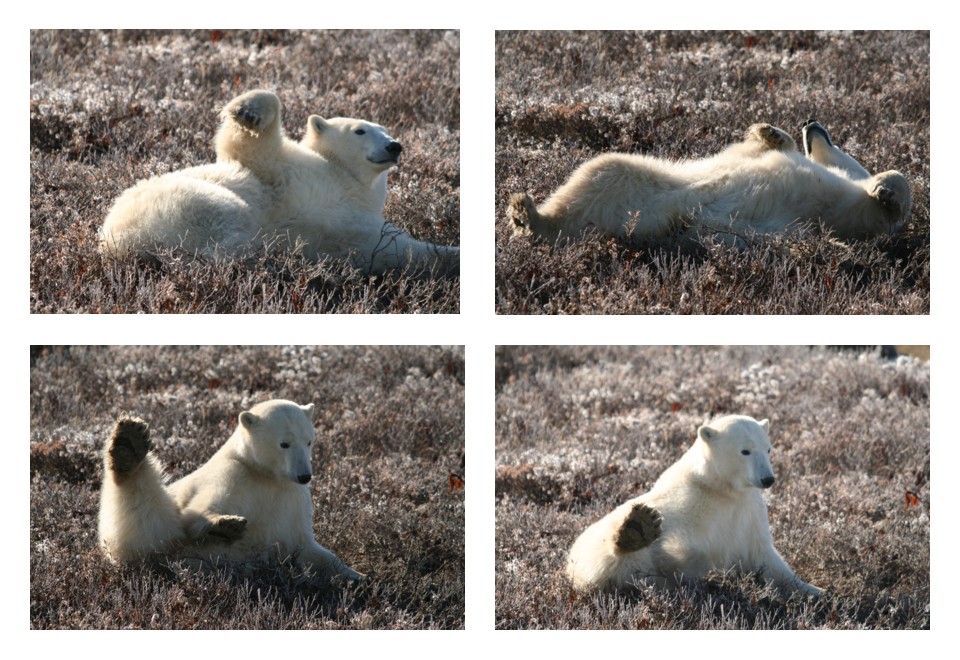 Ein Eisbär macht eine Rolle