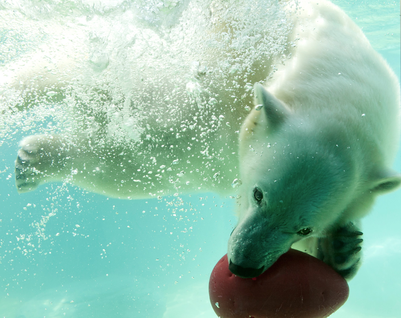 Ein Eisbär spielt vergnügt im Wasser