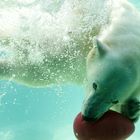 Ein Eisbär spielt vergnügt im Wasser