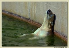 Ein Eisbär träumt vom Strandurlaub?