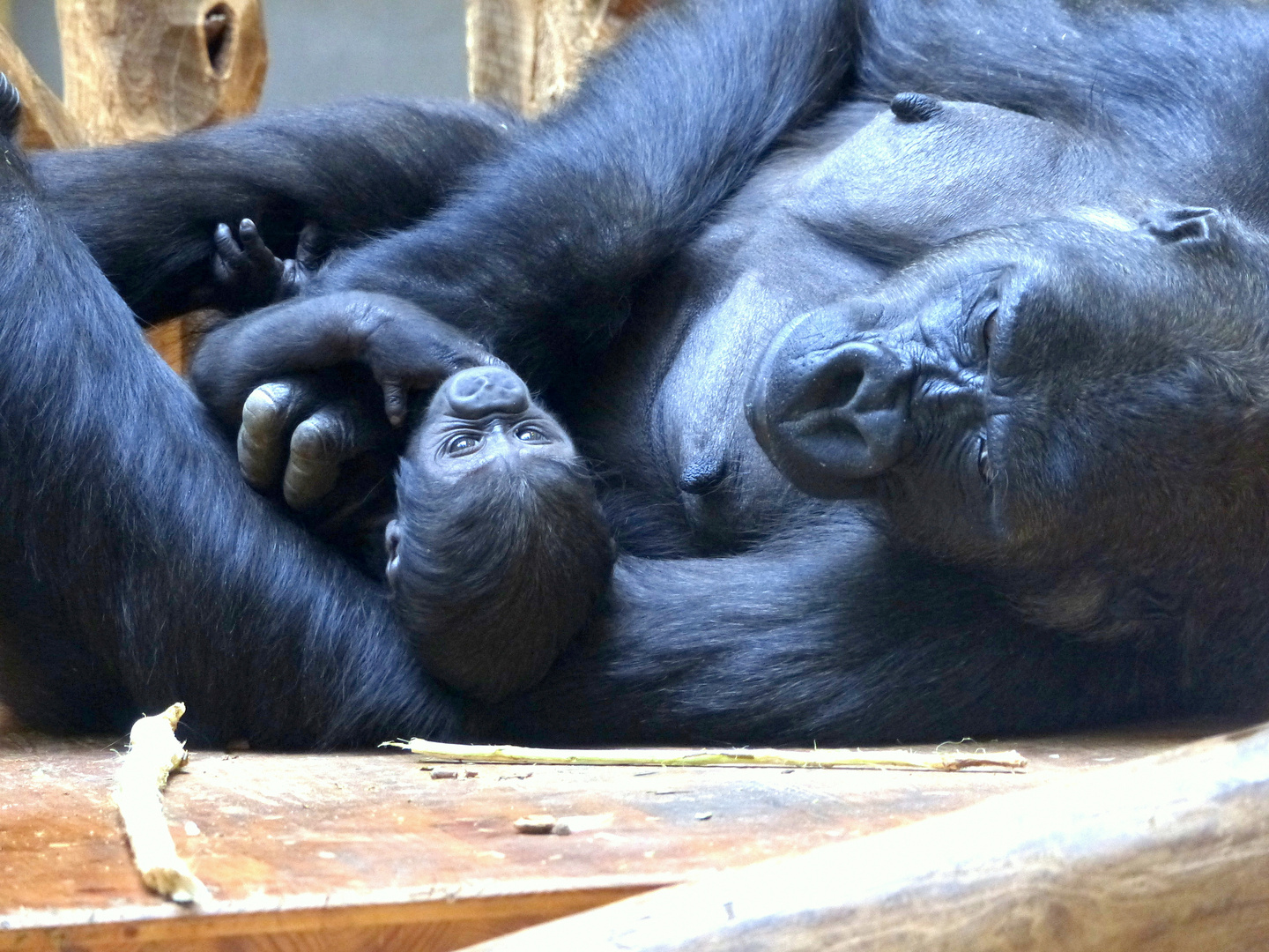 Ein Eisbärbaby zeigt der Berliner Zoo .....