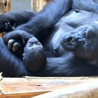 Ein Eisbärbaby zeigt der Berliner Zoo .....