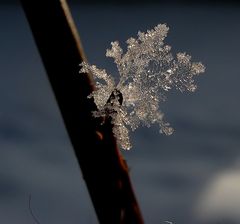 Ein Eisbäumchen..