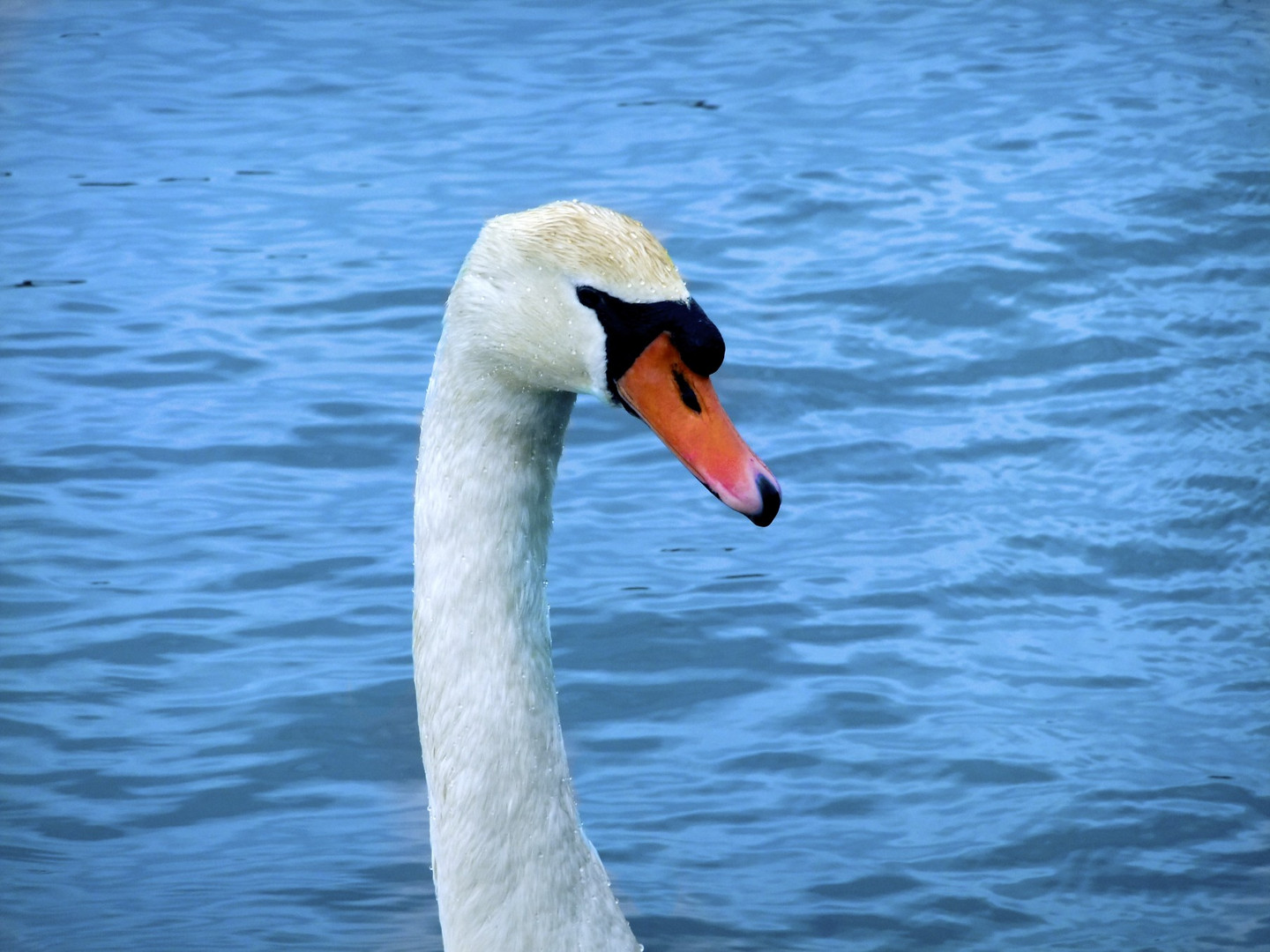 Ein eisblauer Engel,der mit voller Gelassenheit und Eleganz seine Wege schwimmt *