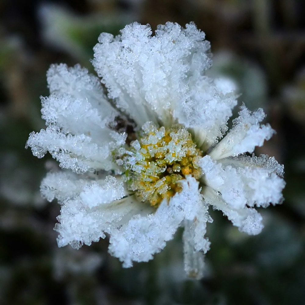 Ein Eisblümchen...