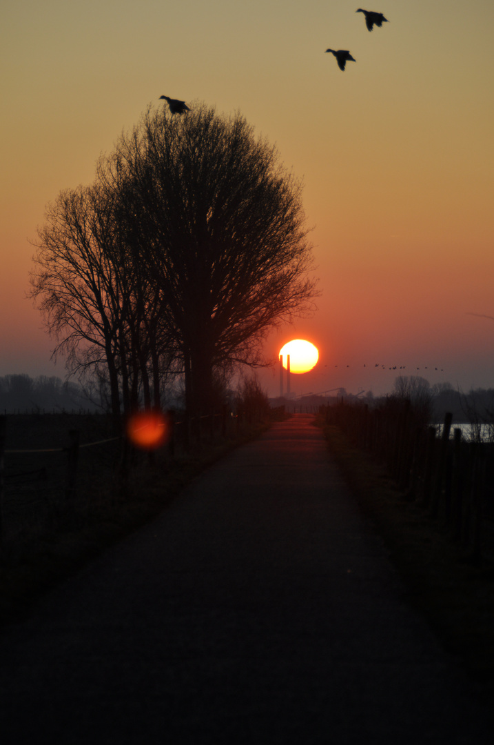 Ein eisiger Morgen in Bislich am Deich