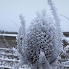 Ein eisiges "Mittwochsblümchen"