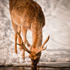 ein eiskalter Schluck