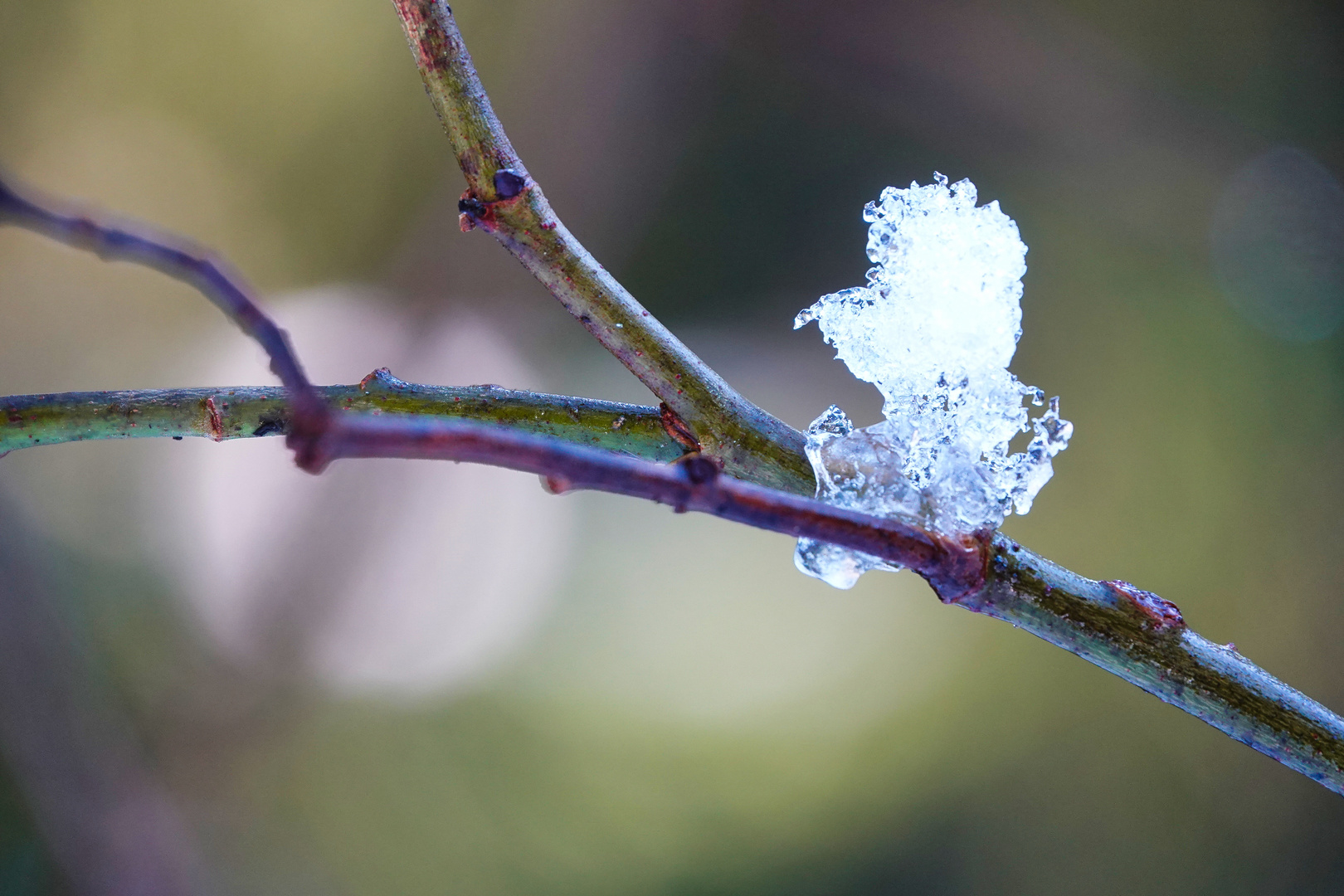 Ein Eisvögelchen:-)