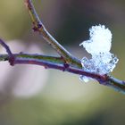 Ein Eisvögelchen:-)