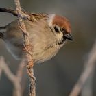 Ein Eisvogel