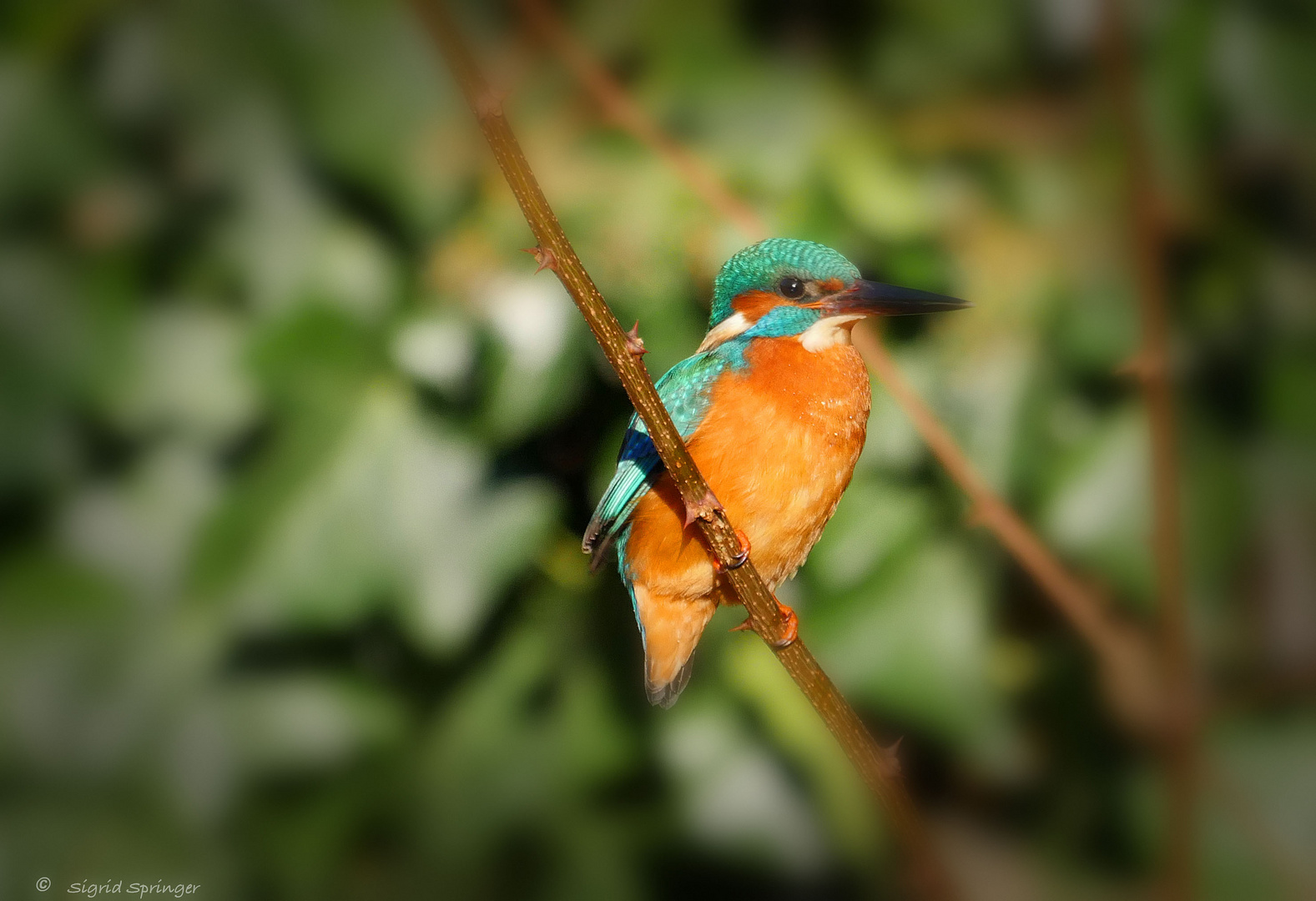 ein Eisvogel......