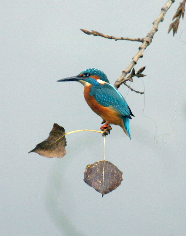 ein Eisvogel