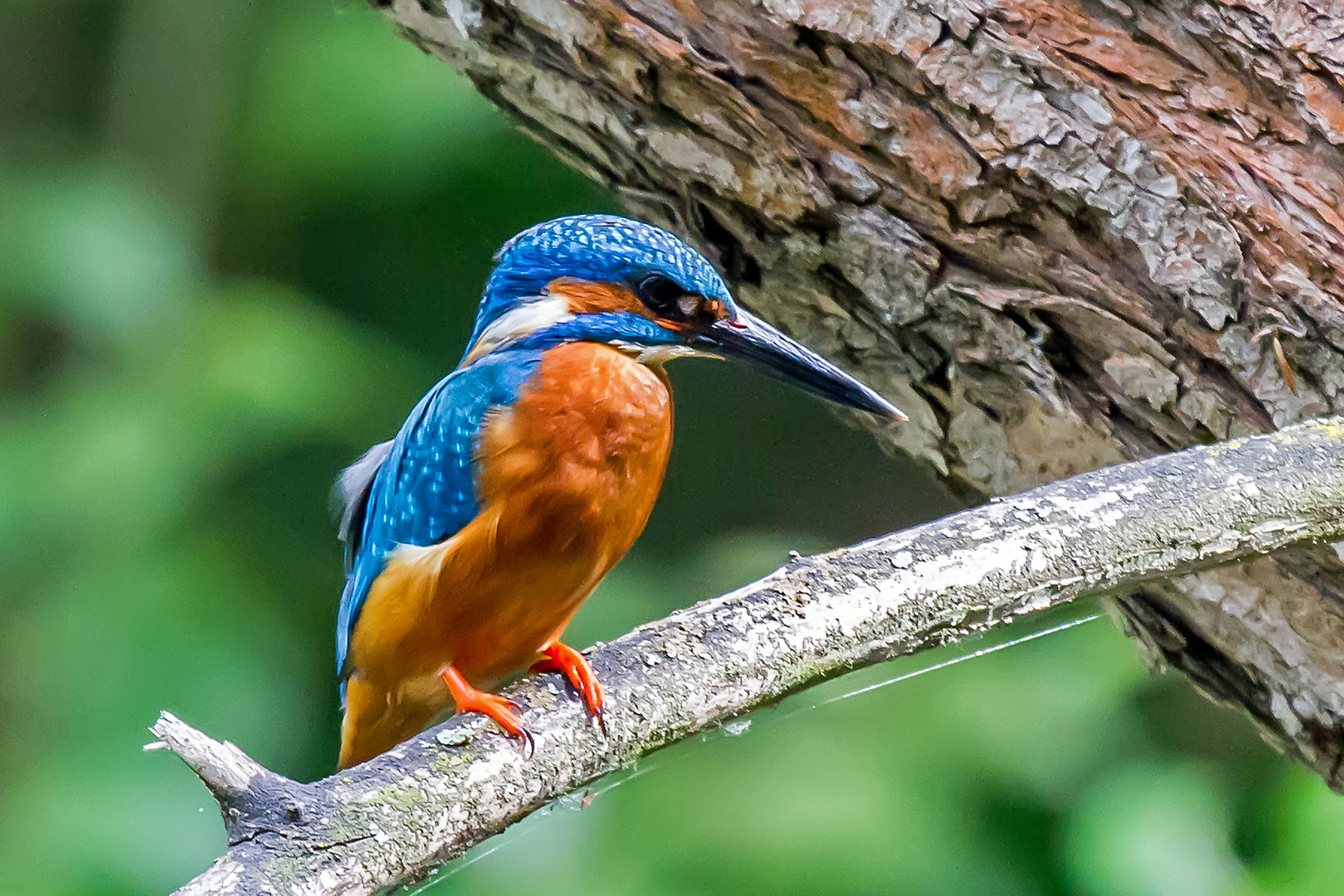 Ein Eisvogel