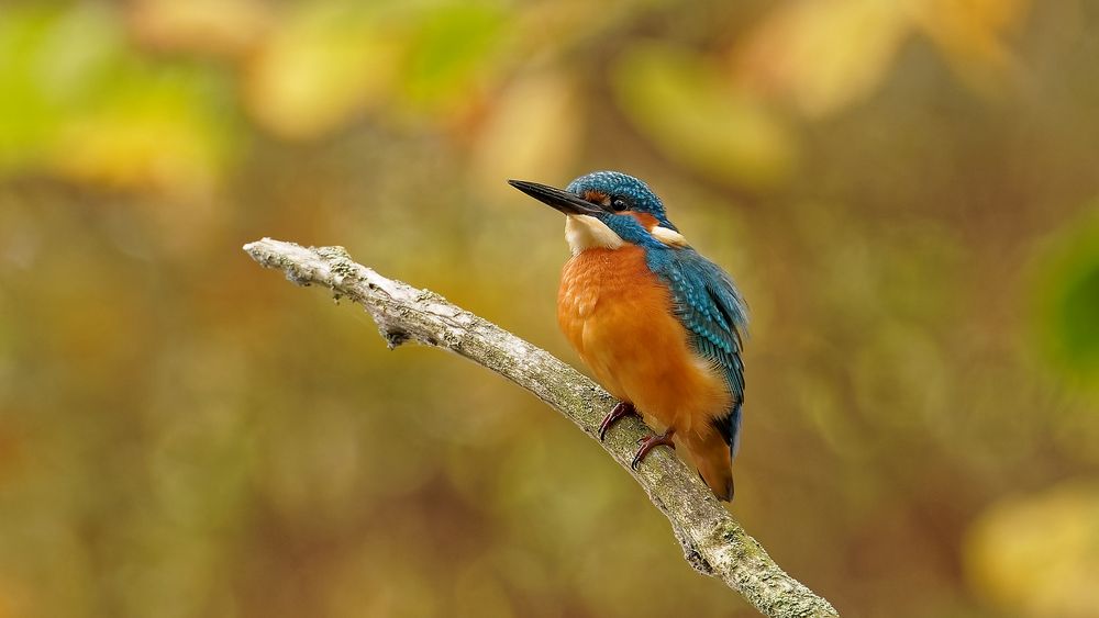 Ein Eisvogel 