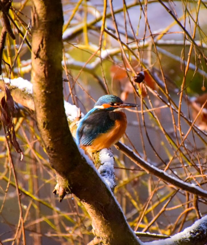 Ein Eisvogel 