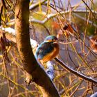 Ein Eisvogel 