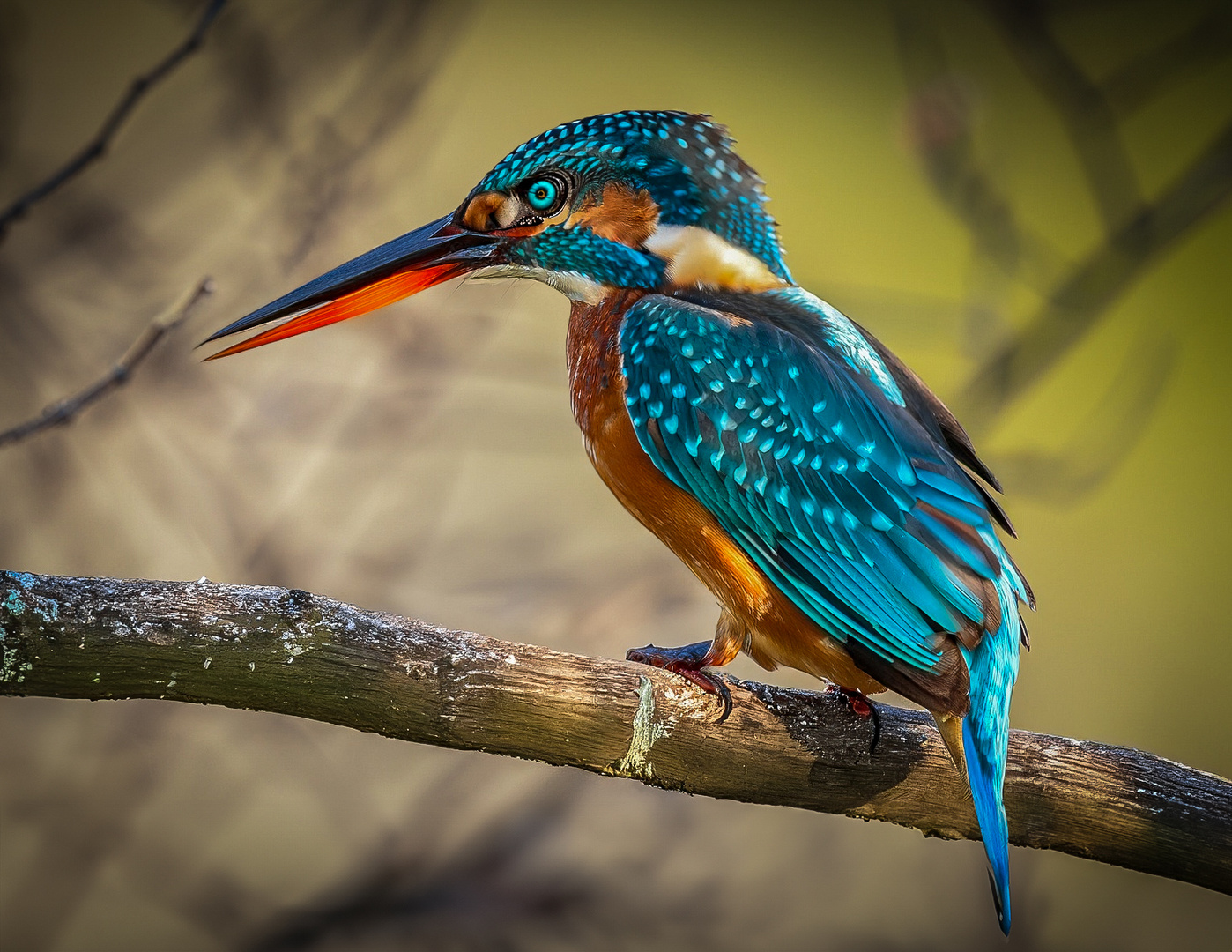 Ein Eisvogel