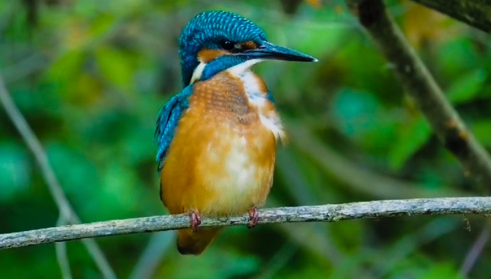 ein Eisvogel 