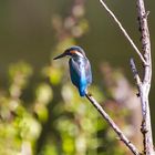 Ein Eisvogel