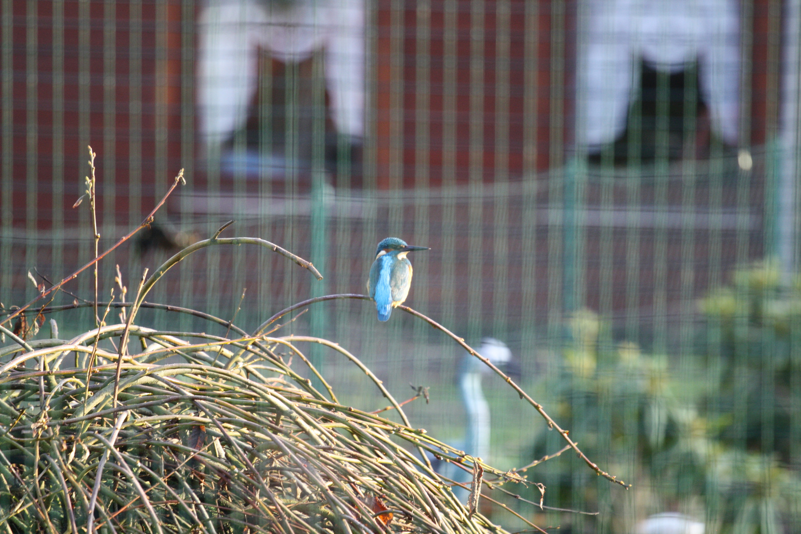 ein Eisvogel bei mir zu Besuch