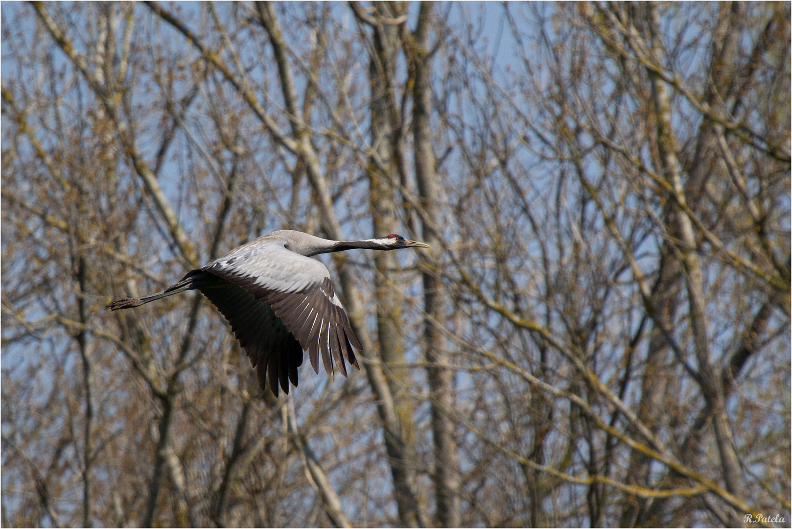 Ein Eisvogel...