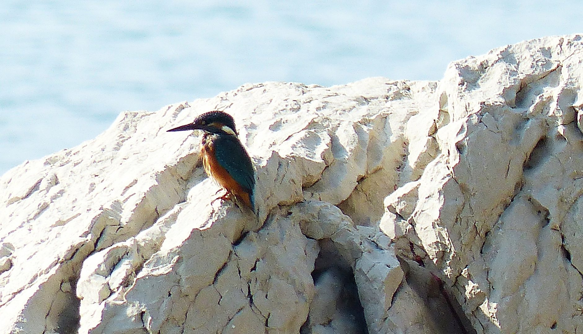 Ein Eisvogel fischt in der Adria