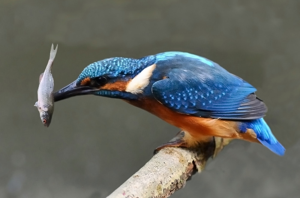 Ein Eisvogel hat seine Beute durchbohrt.