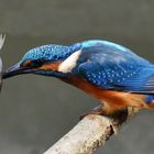 Ein Eisvogel hat seine Beute durchbohrt.