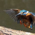 Ein Eisvogel im Anflug.