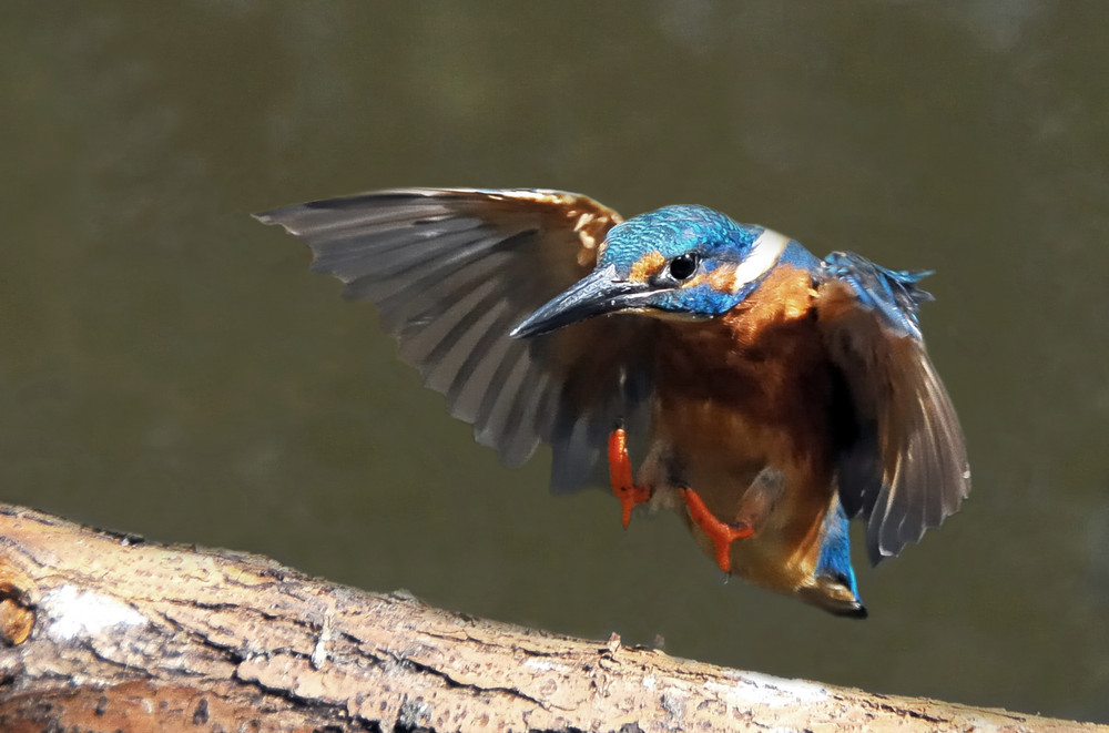 Ein Eisvogel im Anflug.