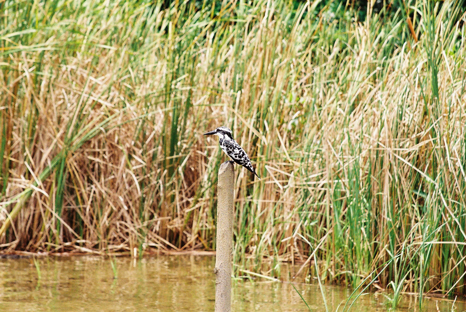 Ein Eisvogel im Dutch Kanal in Sri Lanka