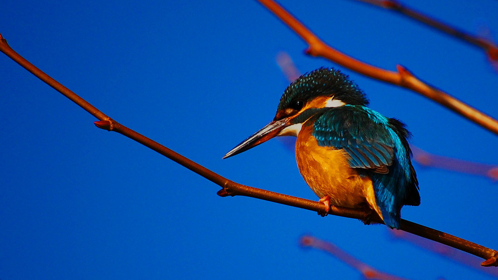 ein eisvogel im französischen winter