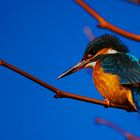 ein eisvogel im französischen winter