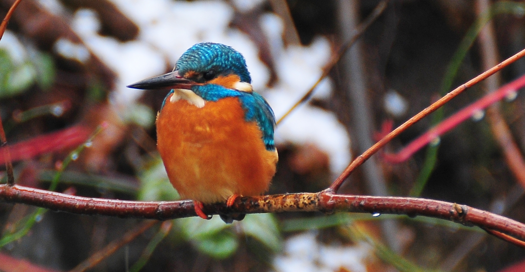 ein Eisvogel im Regen