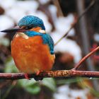 ein Eisvogel im Regen