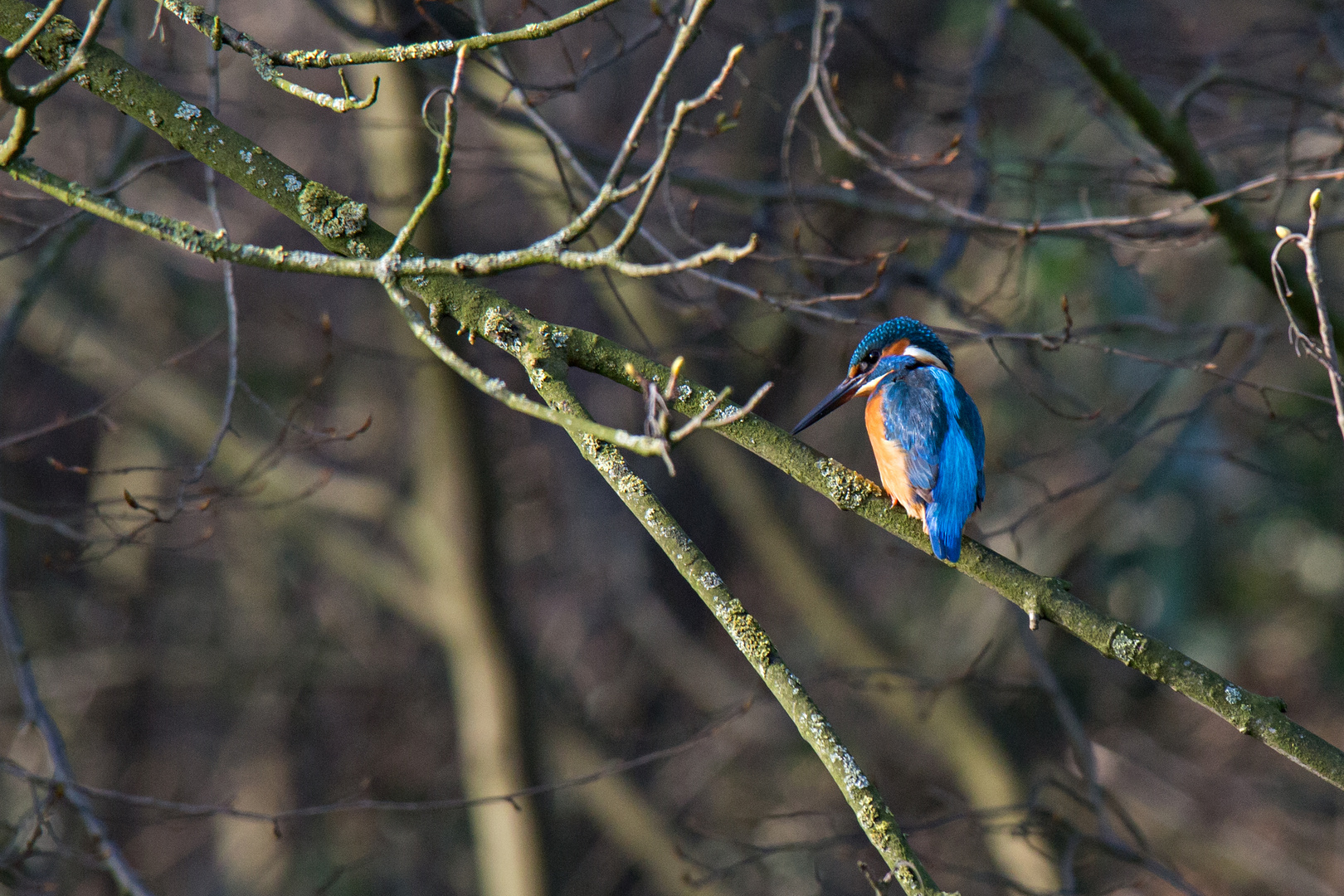 Ein Eisvogel in Bremen