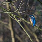 Ein Eisvogel in Bremen