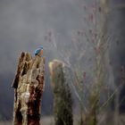 Ein Eisvogel in seinem Jagdrevier.