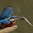 Ein Eisvogel mit Fisch