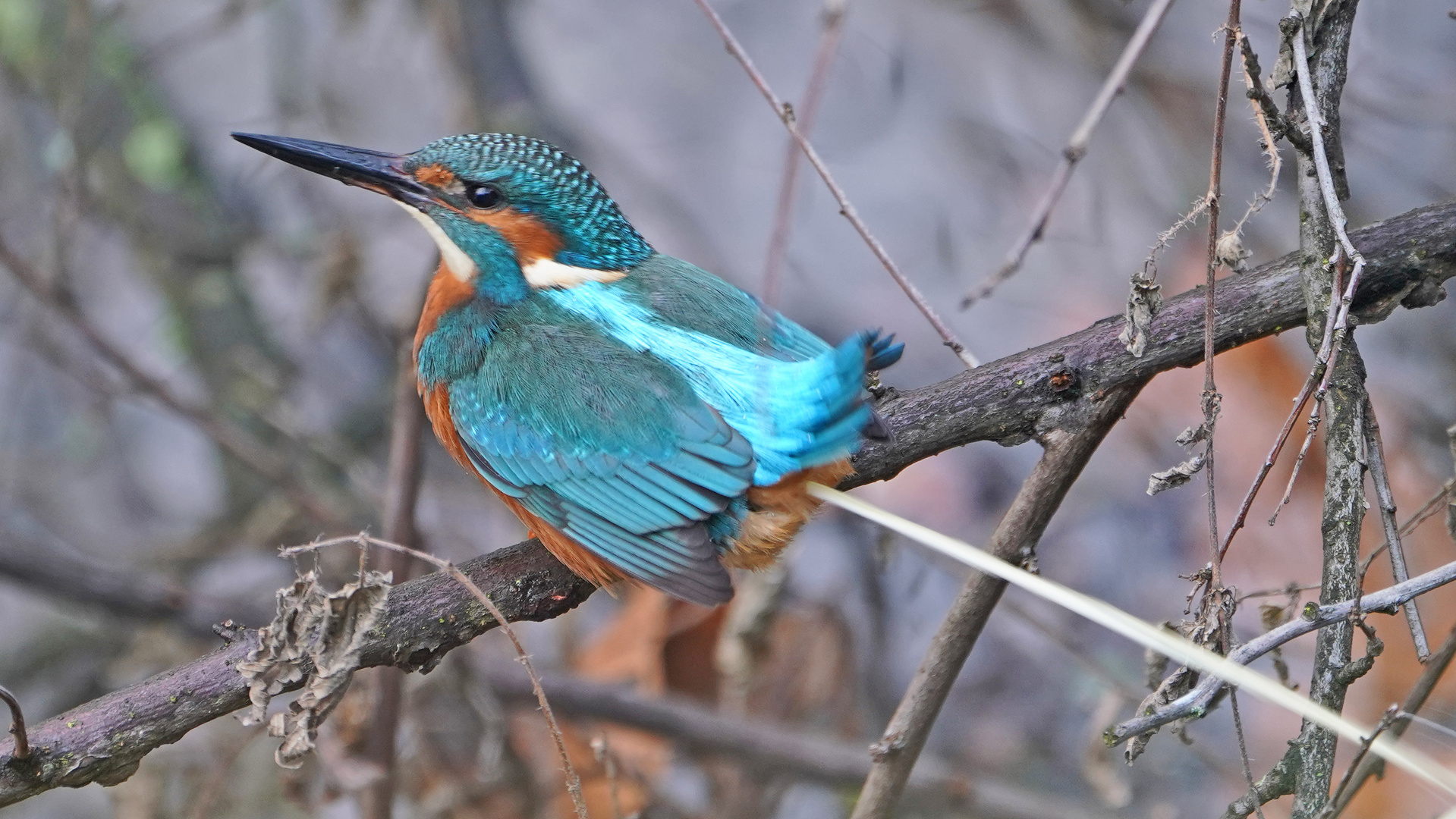 ein Eisvogel muss auch mal